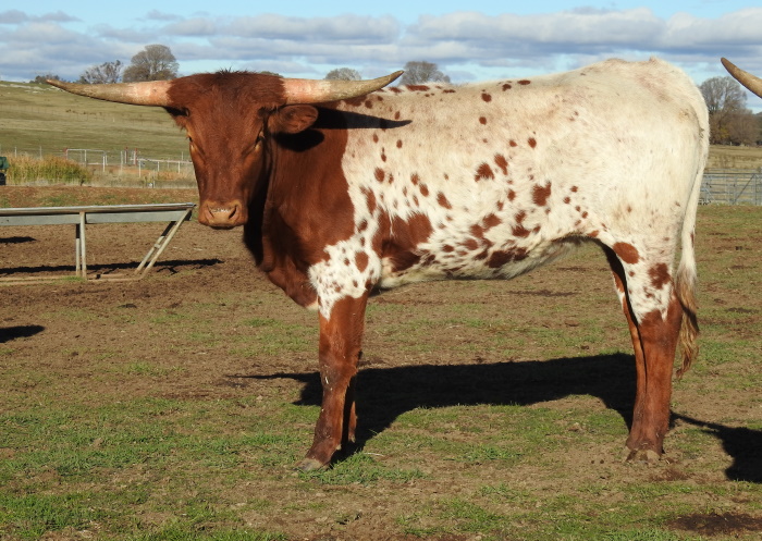 Texas Longhorn heifer