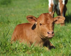 Red Fullblood texas longhorn calf lying in grass