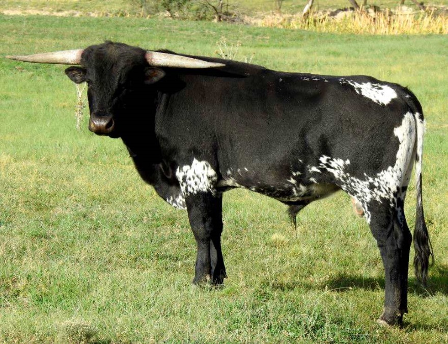 Young black Texas Longhorn bull looking at camera