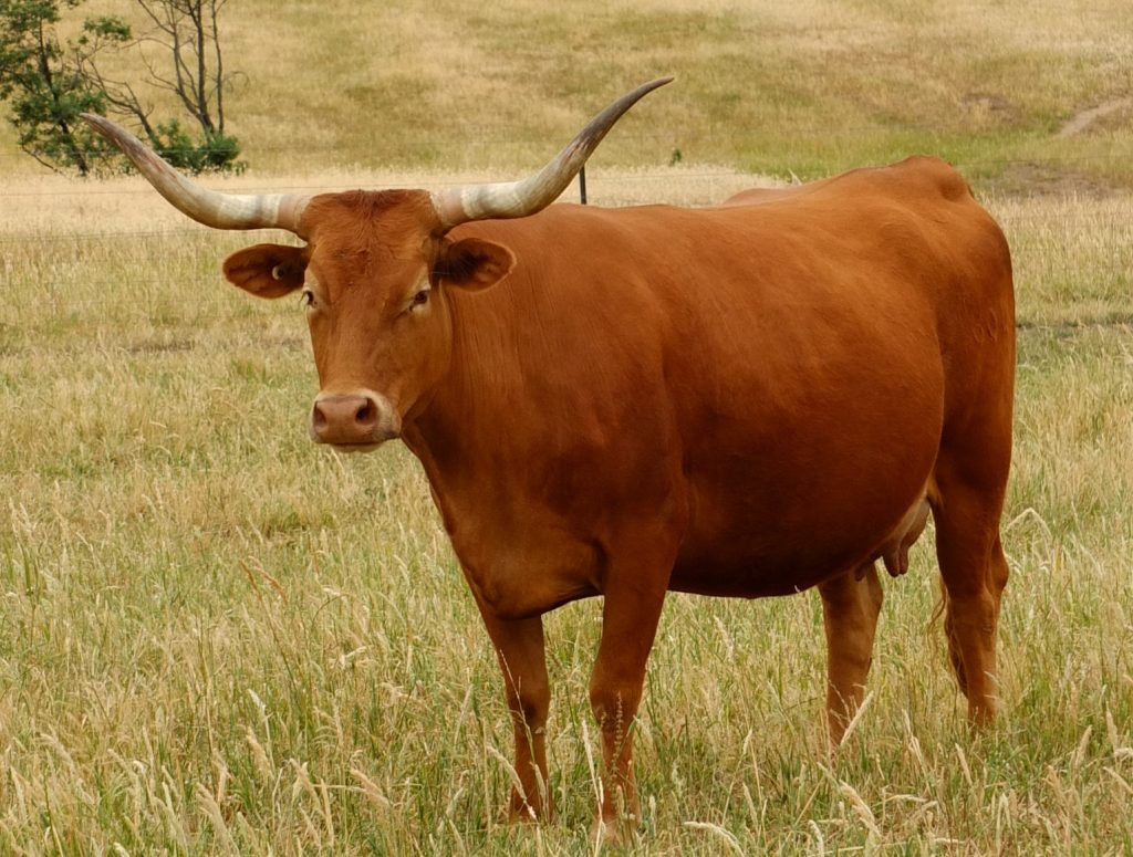 Fullblood texas longhorn cow in Australia - she is sold red or chestnut in colour.
