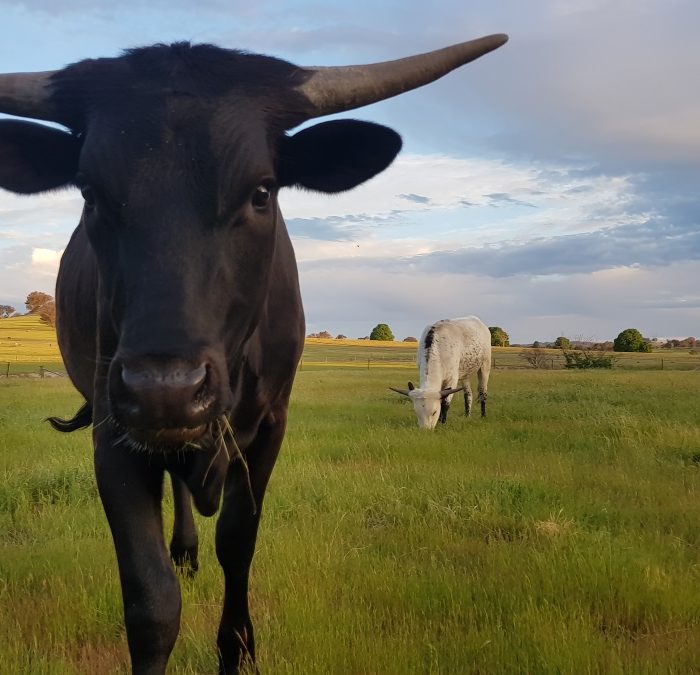Black texas longhorn heifer