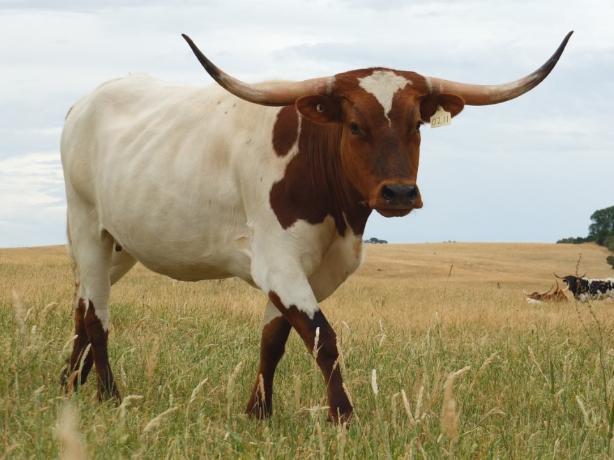 White Texas Longhorn cow with brown head walking across paddock